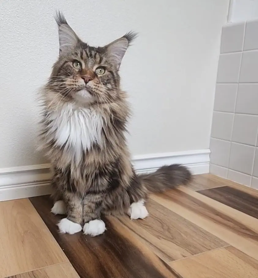 marcus, brown maine coon  sitting on wooden floor