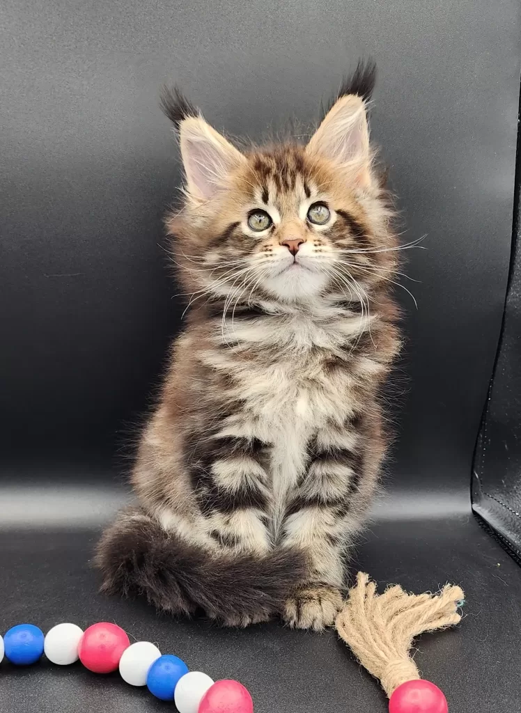 Exoticcoons Mayan Goddess, brown maine coon as a kitten
