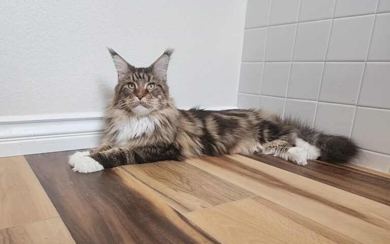 Is It Ok To Declaw My Cat?