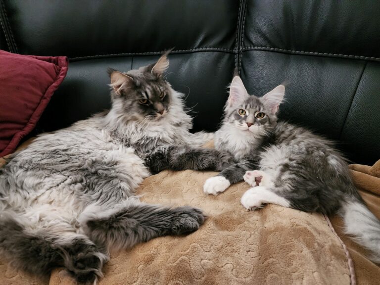 Gorgeous Maine Coon Cats