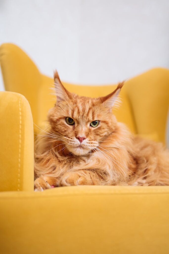 Close-Up Shot of a Maine Coon Lying Down