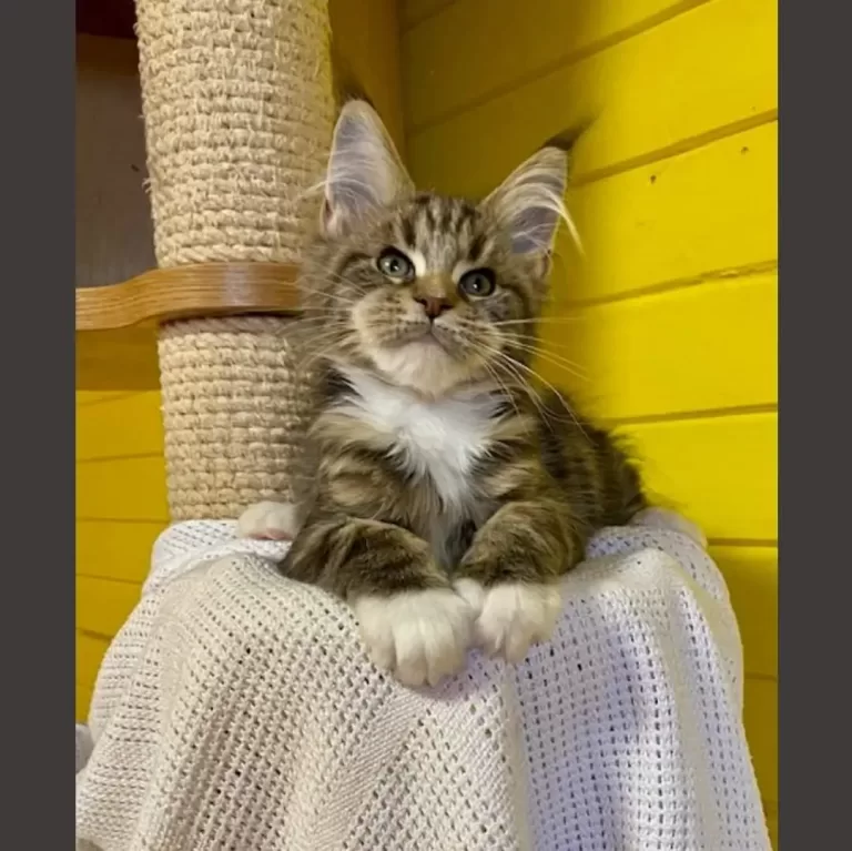 Maine Coon Grooming Tips