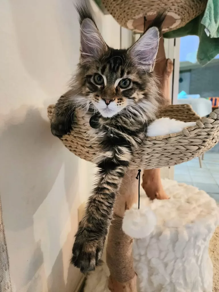 Maine coon kitten from Exoticcoons cattery resting in cat tree.  Has large ear tufts