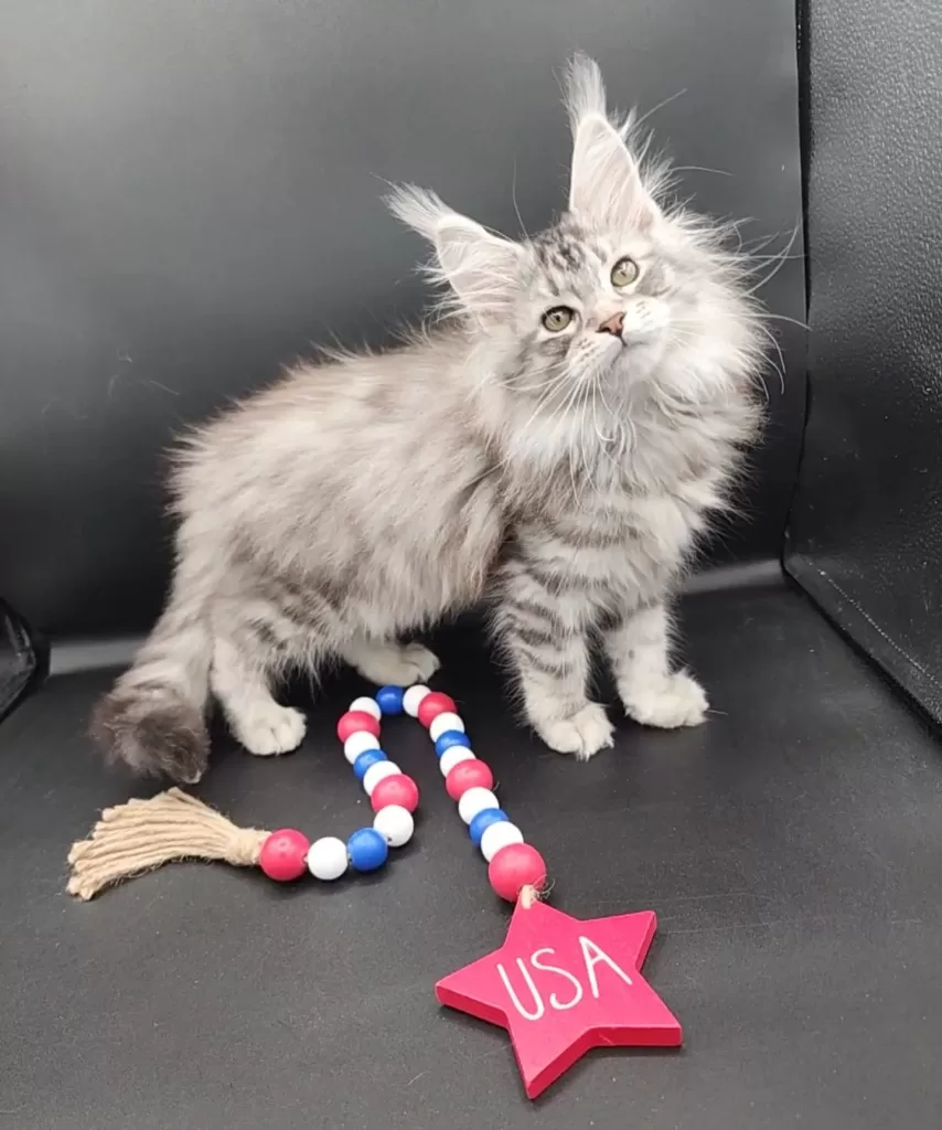 Exoticcoons Samurai Princess, silver maine coon dam as a kitten born at exoticcoons