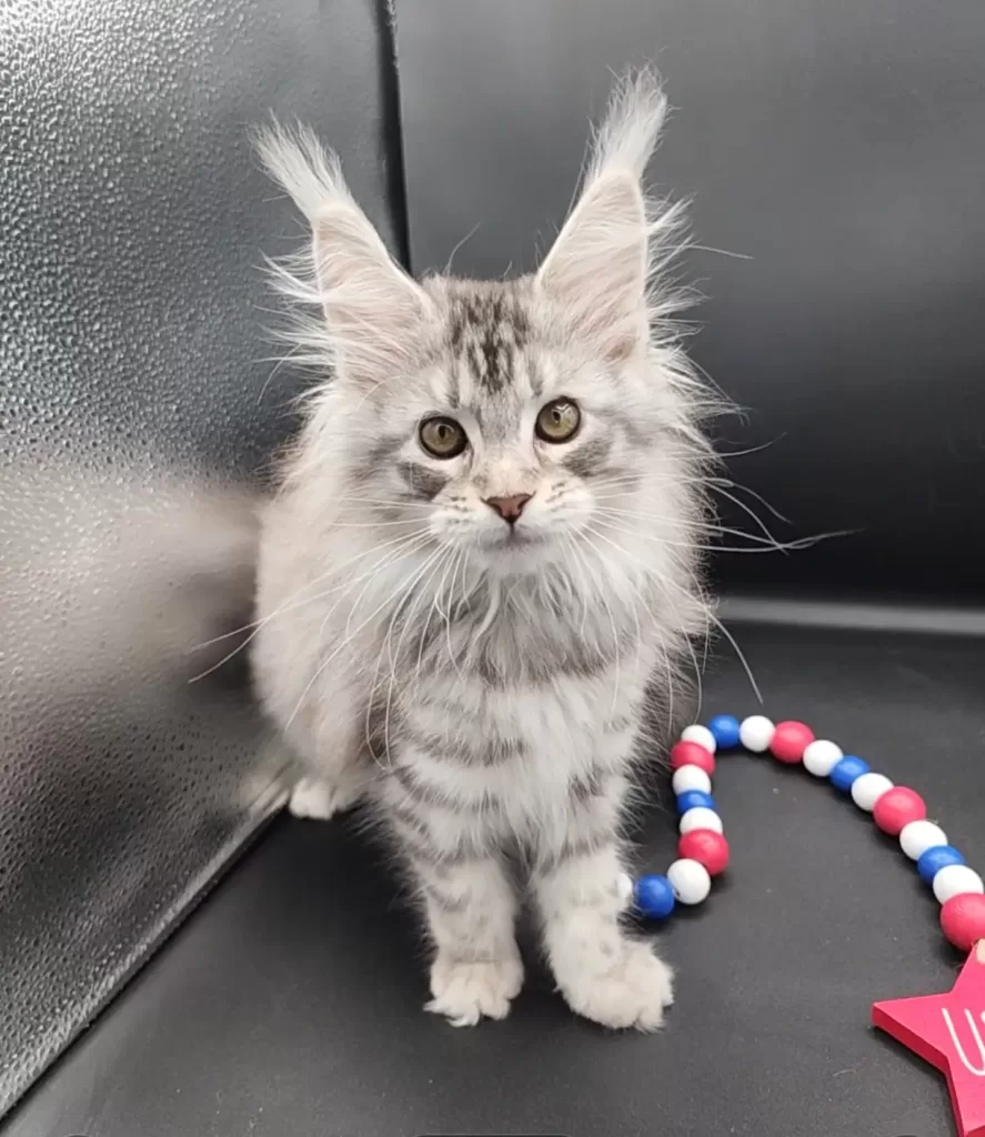 Exoticcoons Samurai Princess, silver maine coon dam as a kitten with huge ear tufts