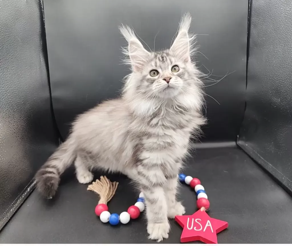 Exoticcoons Samurai Princess, silver maine coon dam as a kitten