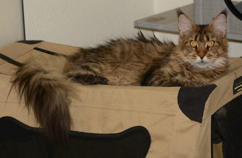 Exoticcoons Siberian tiger, brown maine coon laying on soft sided carrier