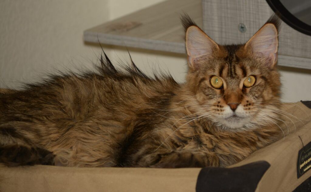 Exoticcoons Siberian tiger, brown maine coon laying on soft sided carrier