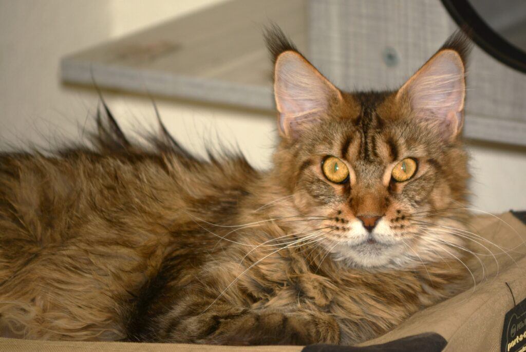 Exoticcoons Siberian tiger, brown maine coon laying on floor