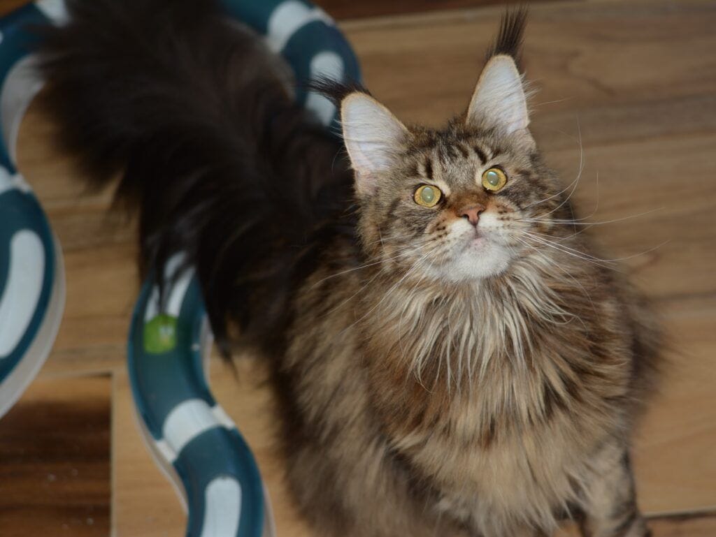 Exoticcoons Mayan Goddess, brown maine coon born at exoticcoons cattery