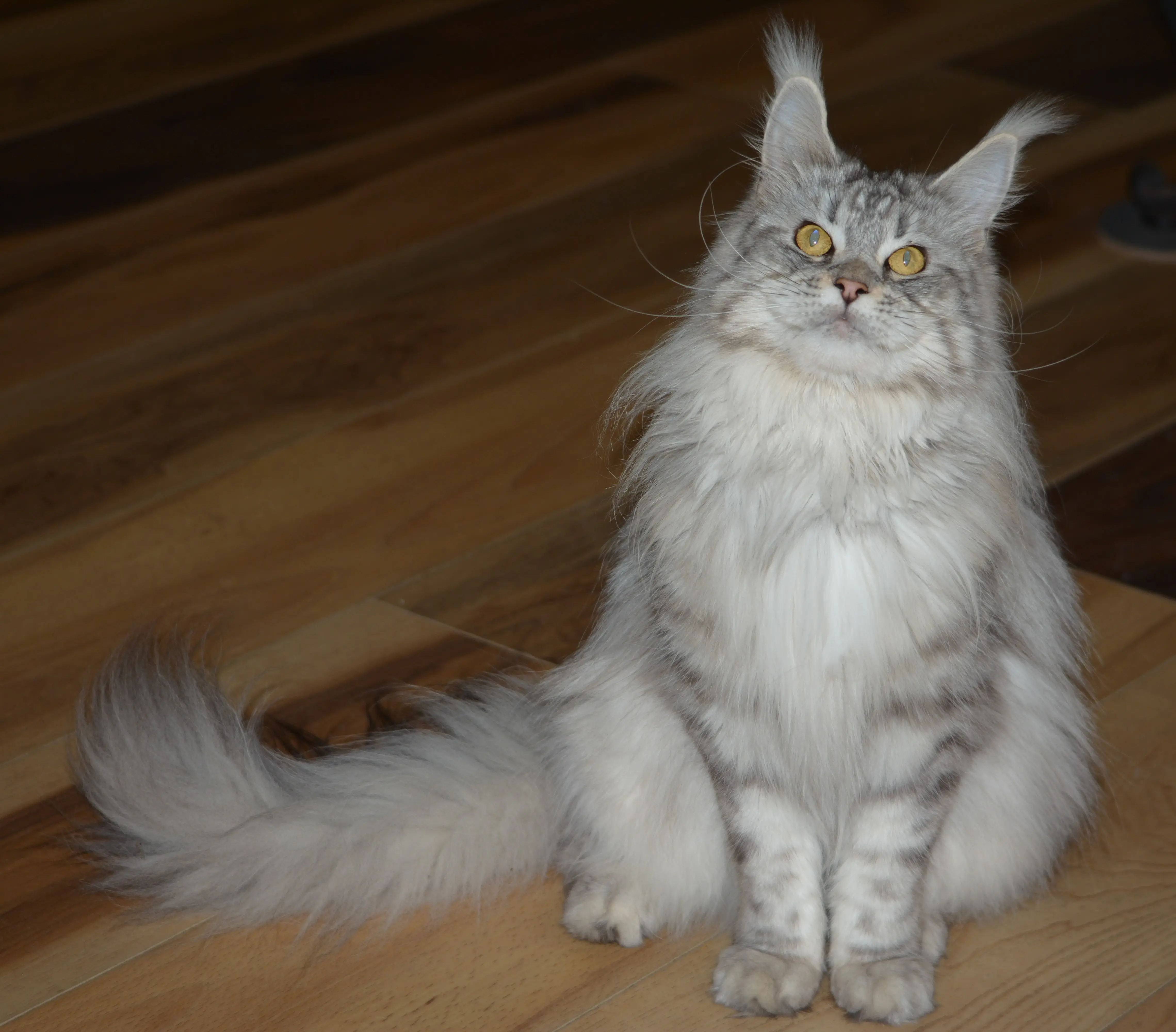 Exoticcoons Samurai Princess, silver maine coon dam dna tested