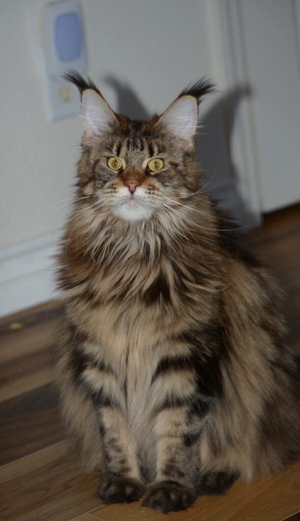 Exoticcoons Mayan Goddess, brown maine coon while pregnant