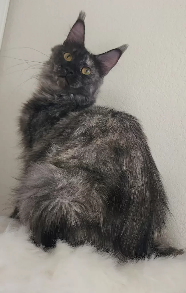 Exoticcoons pretty paisley, black smoke tortoiseshell sitting on white pillow