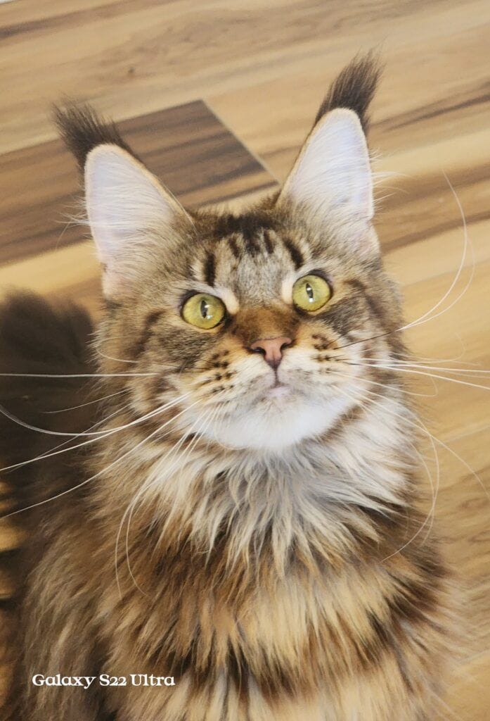 Exoticcoons Mayan Goddess, brown maine coon looking up
