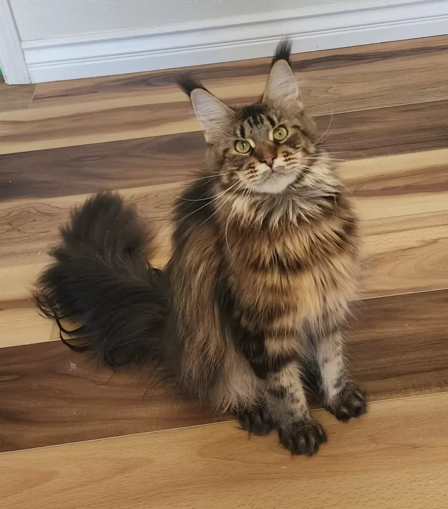 Exoticcoons Mayan Goddess, brown maine coon dna tested