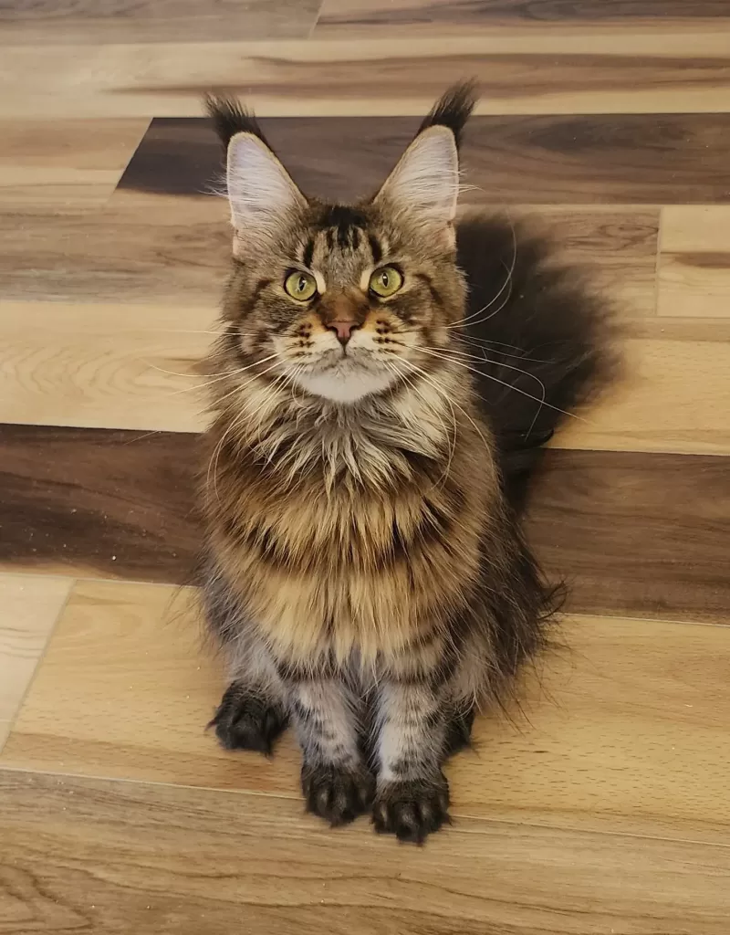 Exoticcoons Mayan Goddess, brown maine coon sitting on wooden floor