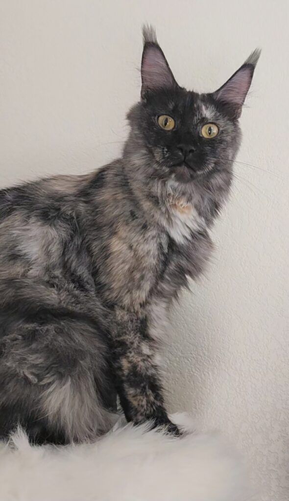 Exoticcoons pretty paisley, black smoke tortoiseshell sitting on white pillow