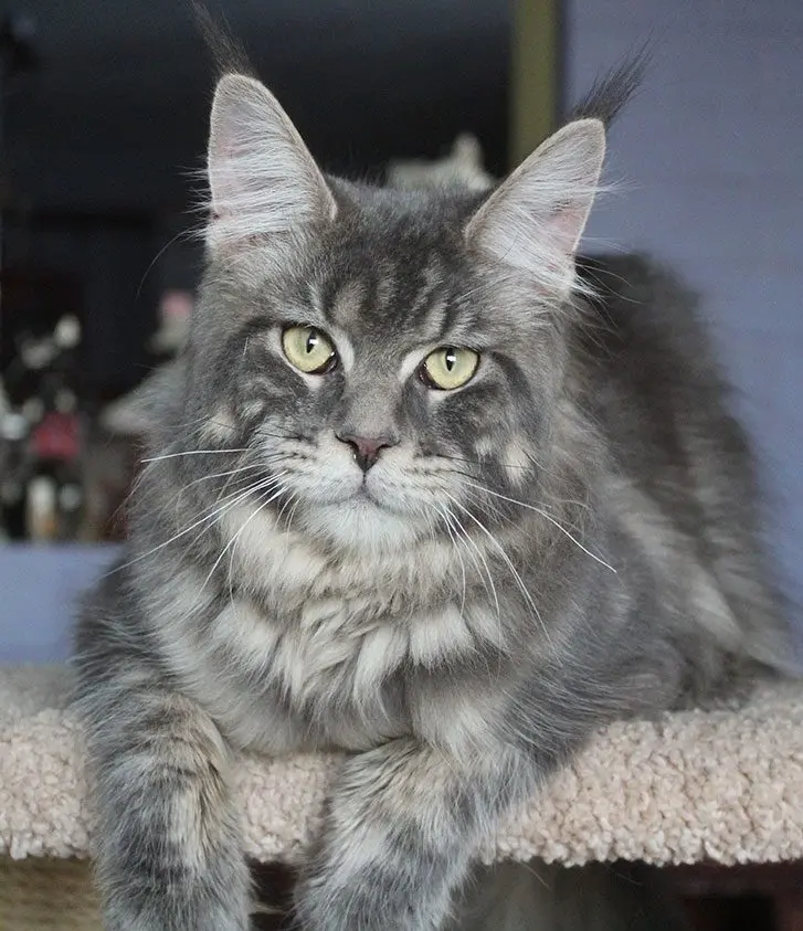 Blue tabby maine coon female sitting on cat tree