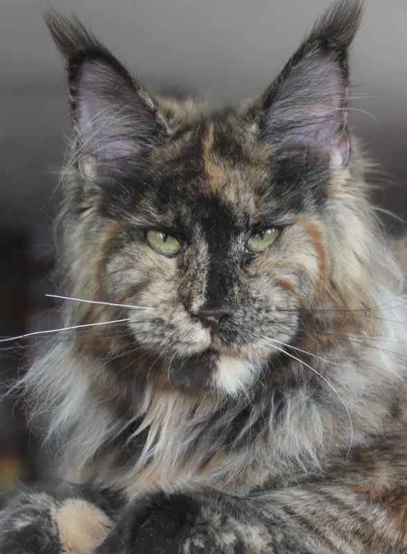 Catsvill County Rimma, tortoiseshell maine coon female looking elegant