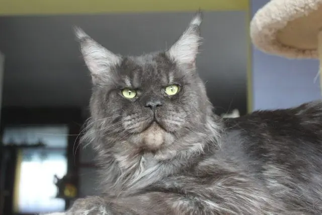 Ascent Edgar,black smoke Maine Coon male stud with intense green eyes