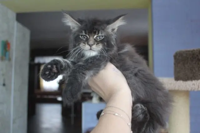 Dark brown ticked tabby Maine Coon kitten being held for camera