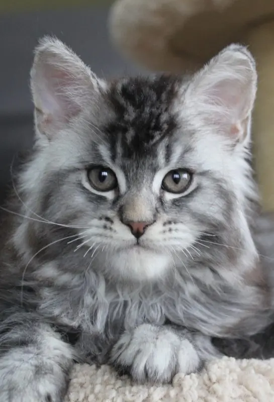 Silver Maine Coon kitten with fluffy coat — from European lines