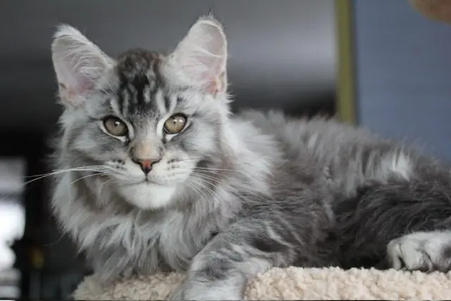 Silver European Maine Coon — male with square muzzle