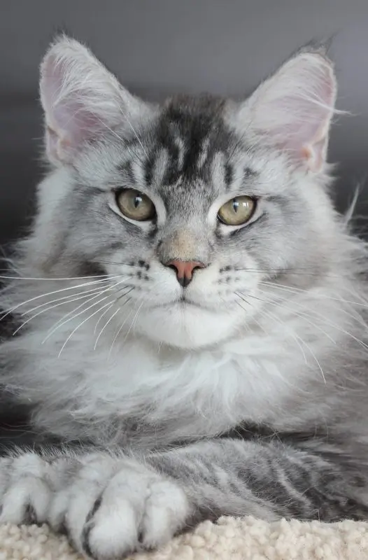 Silver tabby Maine Coon with long ruff and amber eyes