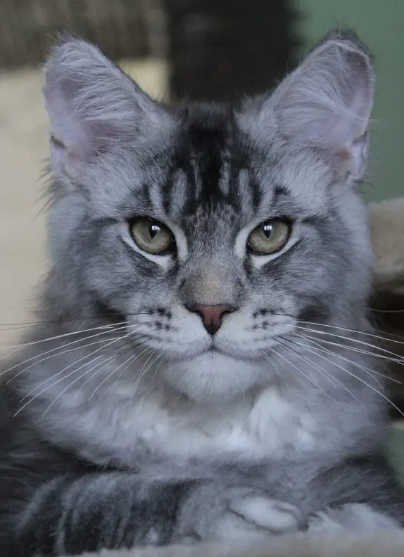 Silver tabby Maine Coon with long ruff and amber eyes