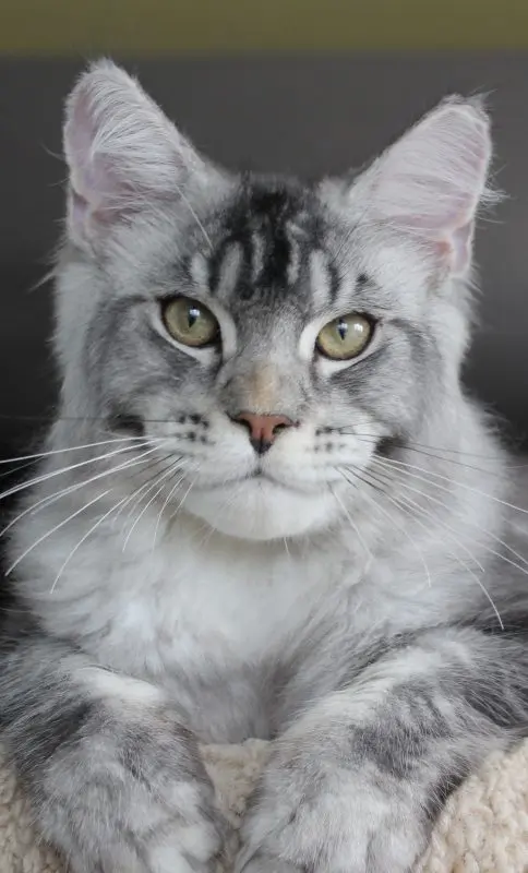 Silver tabby Maine Coon with long ruff and amber eyes