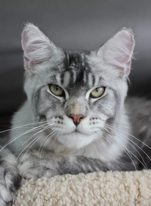 Silver tabby Maine Coon with long ruff and amber eyes