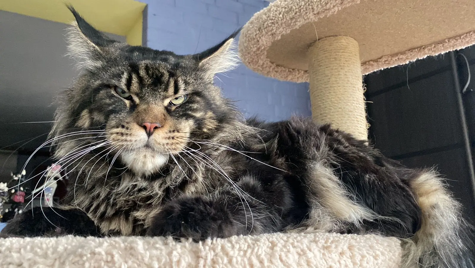 European Maine Coon cat stud - Catsvill County Jon