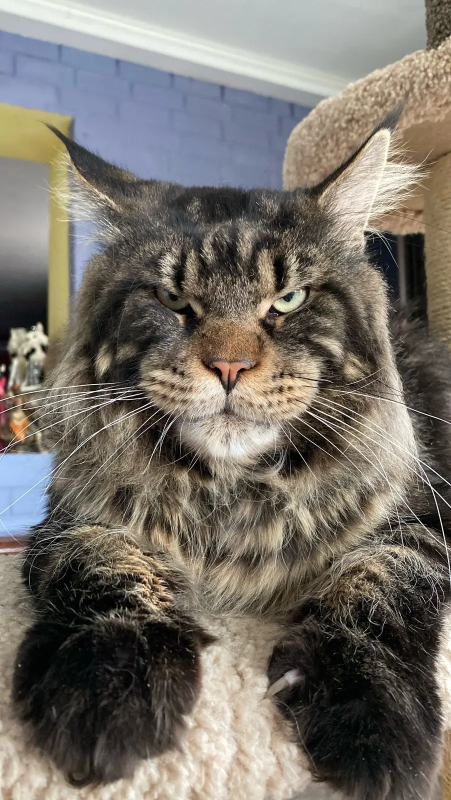 Maine Coon cat Jon - brown tabby male from Russia