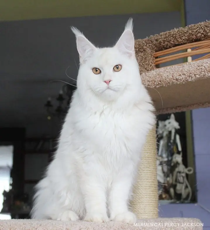 Murmurcat Percy Jackson, white maine coon with amber eyes on cat tree