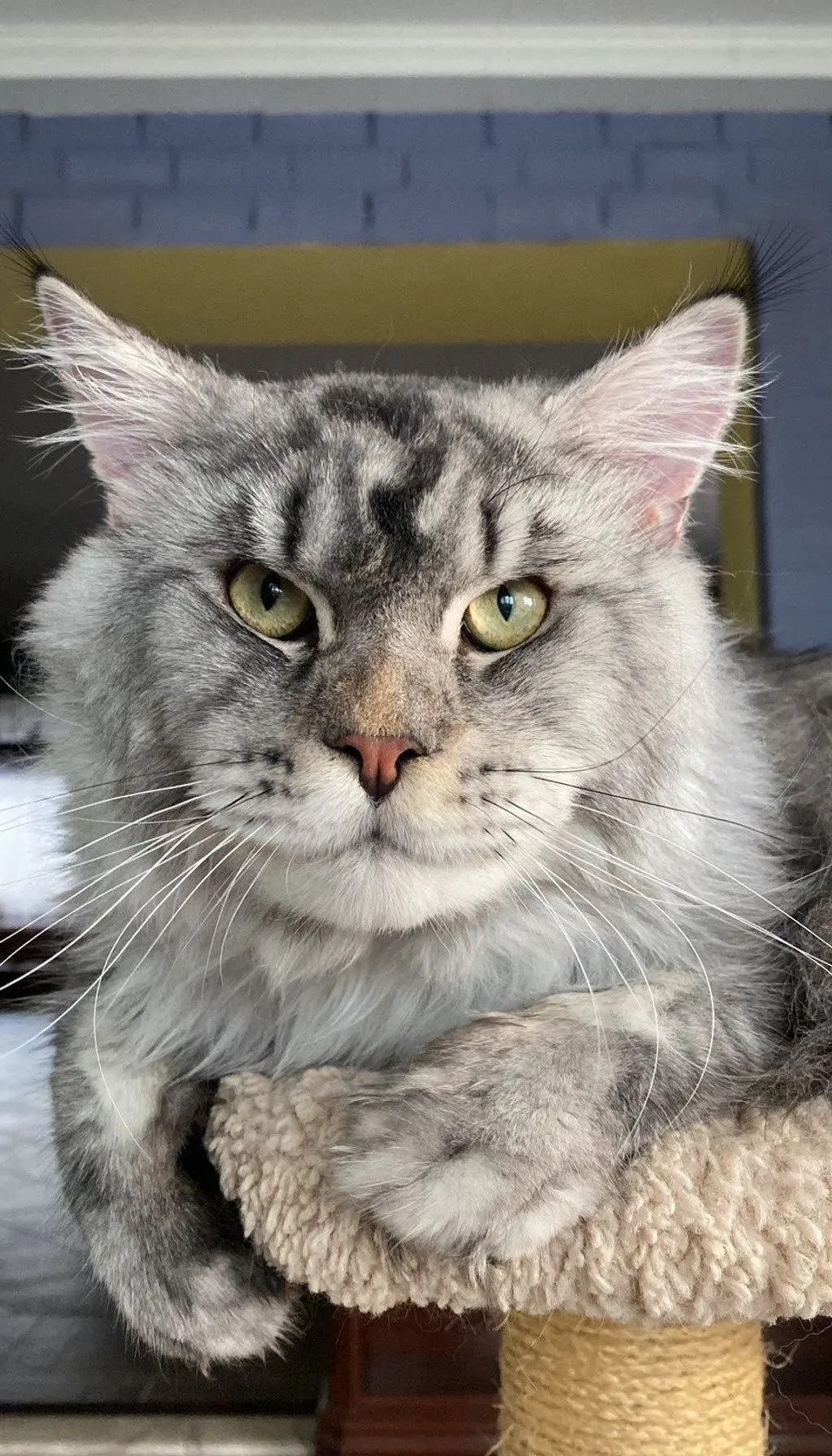Silver Maine Coon with ear tufts and intense expression