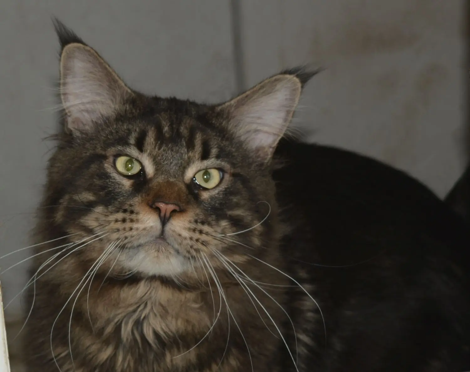Brown classic tabby Maine Coon with green eyes lying down