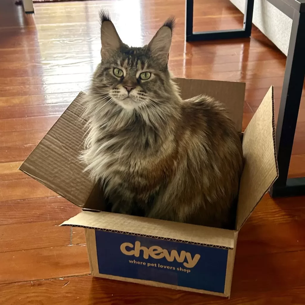 snuggle bunny magnifico galla, brown torbie maine coon sitting in chewy box