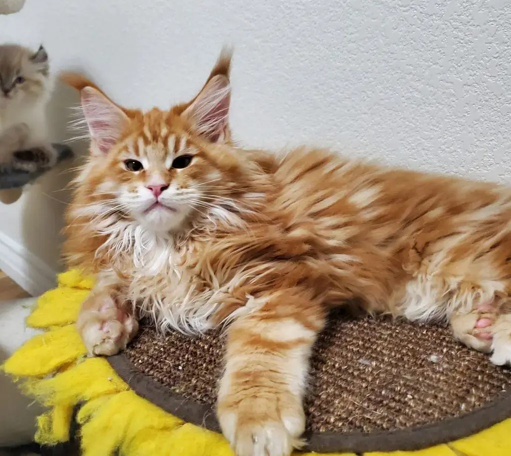 Red Maine coon boy