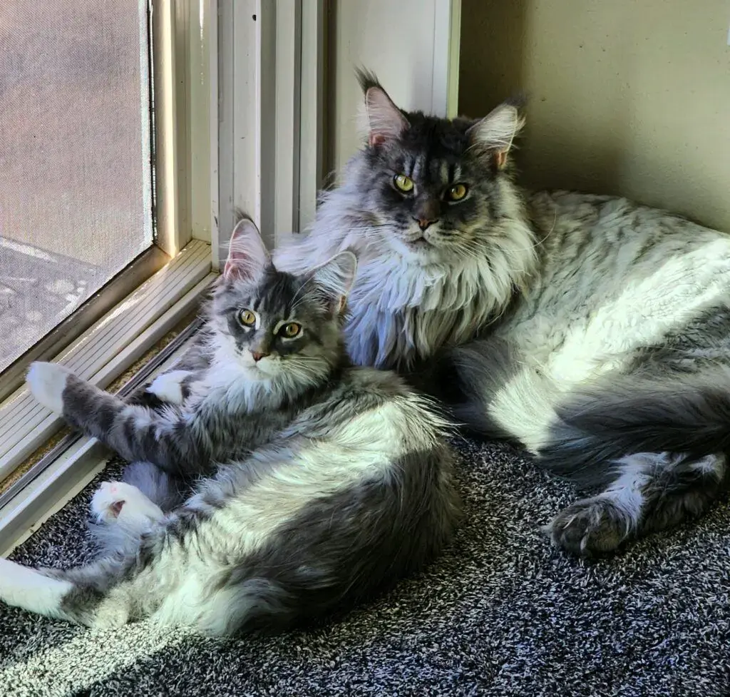 Blue Silver European Maine Coon kittens relaxing by a window — socialized and raised by Exoticcoons in California