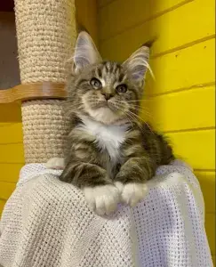 Brown tabby Maine Coon kitten at Exoticcoons Cattery in California – Buying a Maine Coon Cat in California