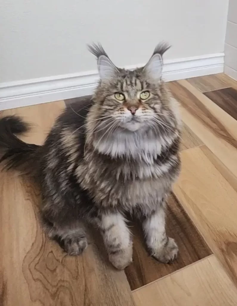 zlata, brown maine coon born in Russia sitting on wooden floor