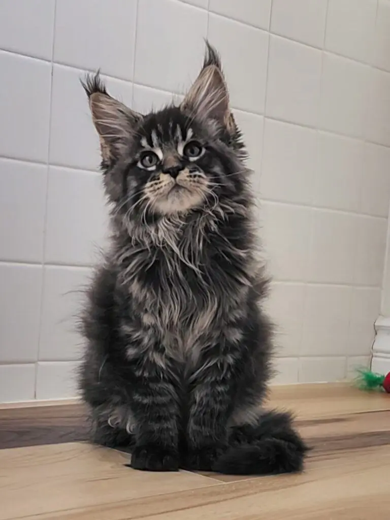 Brown European Maine Coon kitten sitting indoors — ethically bred by Exoticcoons in California