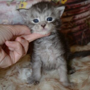 silver maine coon kitten