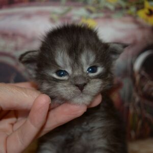 black smoke maine coon kitten
