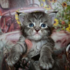 silver maine coon kitten