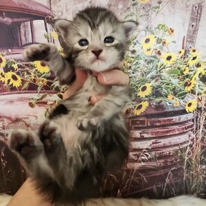 silver maine coon kitten held up