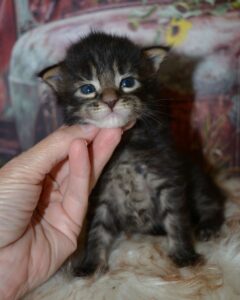 brown maine coon kitten