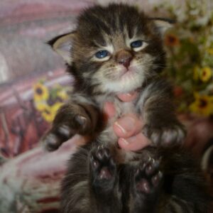 brown maine coon kitten
