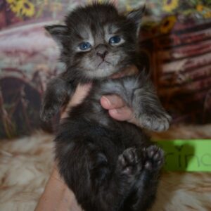 black smoke maine coon kitten