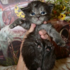 black smoke maine coon kitten